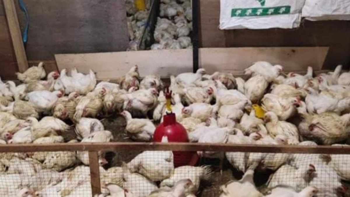 Permintaan Masyarakat Tinggi Jelang Ramadhan, Pedagang Ayam di Mamuju Kehabisan Stok