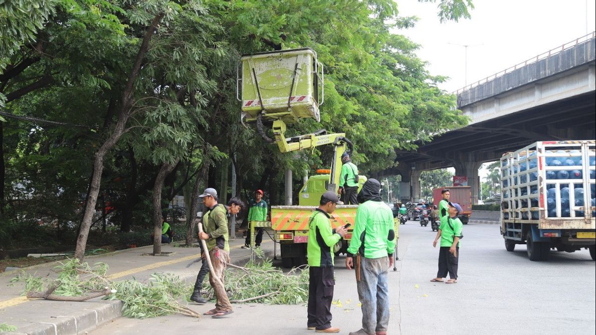 雅加达北部容易倒下的树木的四点开始被园林绿化官员修剪