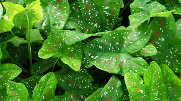 Caladium Plant Leaves Drooping Wither, Why? Here Are 6 Causes