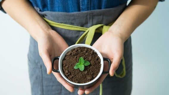 断食期间经常含有除毒成分,以下是种植和照顾泥浆叶的方法