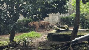 Soal Viral Harimau Kurus di Ragunan, Pramono: Video Itu Diambil Saat COVID 19