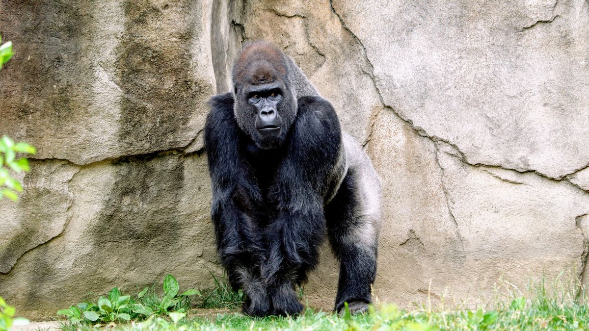 Gorilla à San Diego Reçoit Une Thérapie Monoclonale Contre Les Anticorps Pour Le Traitement COVID-19