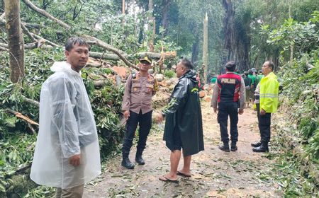 Wisatawan Prancis dan Korsel Tewas Tertimpa Pohon Tumbang Saat Angin Kencang di Monkey Forest Bali