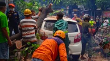 Heavy Rain Causes A Number Of Trees In Yogyakarta To Fall Over Cars