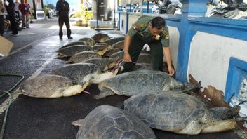 Pengupul 21 Turtle Hijau Sendan Dari Madura Ditangkap Di Benoa
