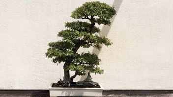 Terkenal Mahal, Ini 4 Keunikan Bonsai Kimeng