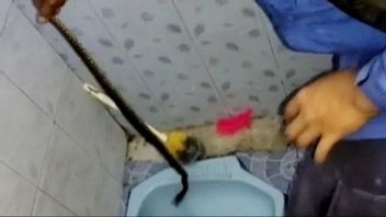 7 Ways to Prevent Snakes from Entering the Toilet Hole, Let's Practice!