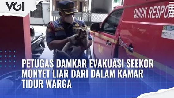 视频：警官Damkar Jaktim在住宅区疏散一只猴子的英勇行为