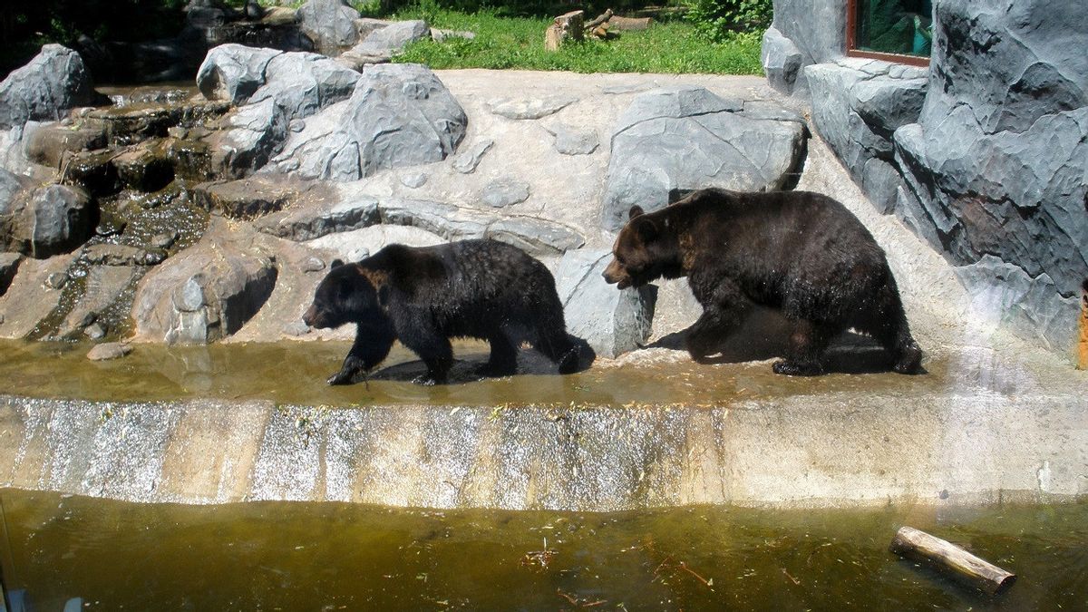 俄罗斯入侵乌克兰，七只来自基辅的熊在波兰边境附近撤离
