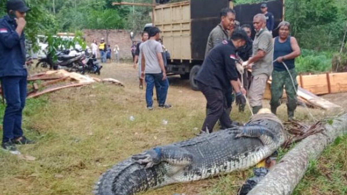 タンジャブティムジャンビバイラルでの2つのムアラワニの出現、コミュニティは警戒するよう求められます