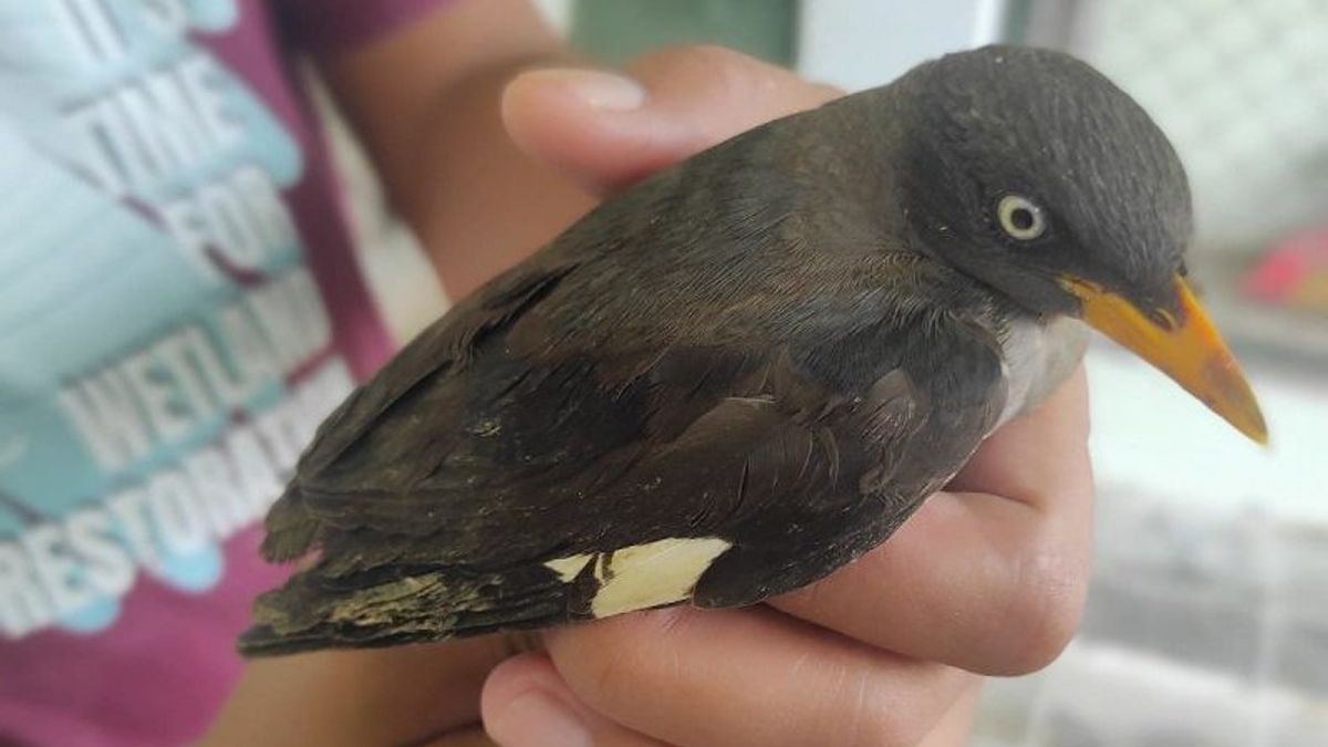 BKSDA Jambi Gagalkan Pengiriman 434 Burung Jalak dan Kepodang, Pemiliknya Warga Kotabaru