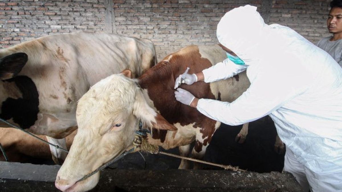 Veterinary Center Ensures Livestock SKKH Documents Guarantees Healthy 2022 Eid Al-Adha Sacrificial Animals