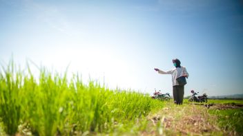 印度尼西亚：极端天气威胁稻米生产，收成失败的可能性增加