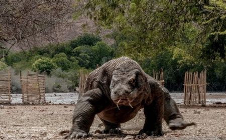 PHRI Sebut Polemik Biaya Kunjungan ke Taman Nasional Komodo Rp3,75 Juta Hanya Masalah Komunikasi