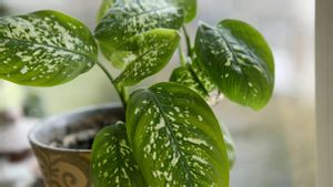 6 Jenis Tumbuhan Tropis yang Bisa Hidup di Dalam Ruangan