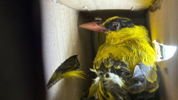 楠榜检疫中心未能向雅加达交付198只兰卡鸟