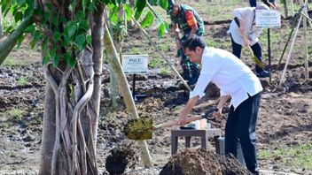 Jokowi planté des arbres dans l’embung anak munting NTT