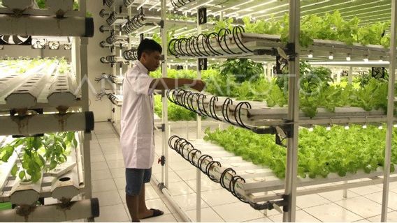 Getting To Know Hydroponics, Plant-matched Techniques Loved By Young Farmers