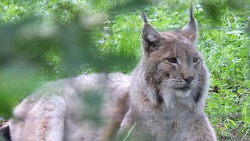 Restoring The Eurasian Lynx, Restoring Ecological Processes