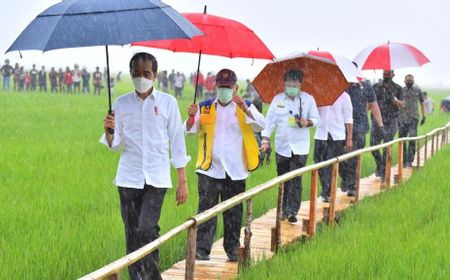 Jokowi Nekat Terjun ke Sawah Saat Hujan Deras di NTT, Ini Penjelasan Istana