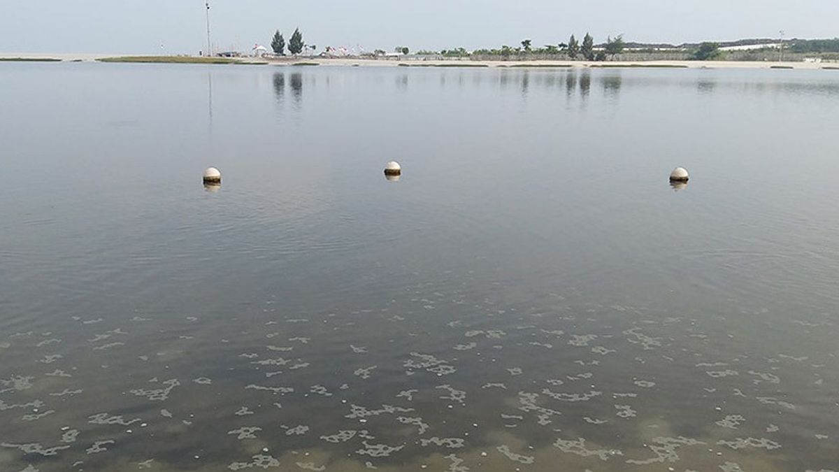 Perairan DKI Masih Tercemar Parasetamol, Namun Tak Ada Ikan yang Terkontaminasi