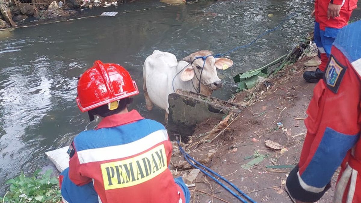 Hendak Dipotong, Sapi Kurban Mengamuk dan Tercebur ke Kali Cipinang