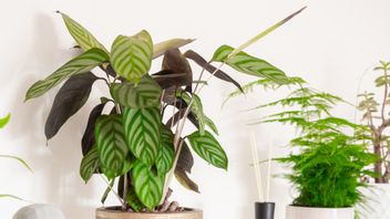 5 Jenis Media Tanam yang Cocok untuk Calathea