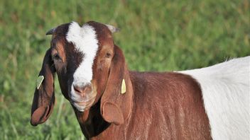 Mengenal Kambing Boer: Ciri, Asal Usul, dan Keunggulannya sebagai Kambing Pedaging Unggul