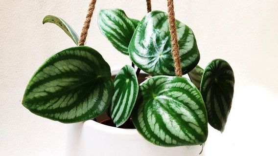 Love The Collection Of Ornamental Plants? Here's How To Multiply Peperomia Watermelon