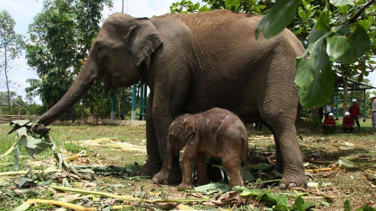 Kelahiran Bayi Gajah Sumatera di Pelalawan Riau