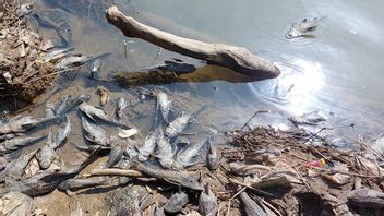 下水で汚染された疑いで、ボゴールのチレウンシ川の魚が突然死亡した