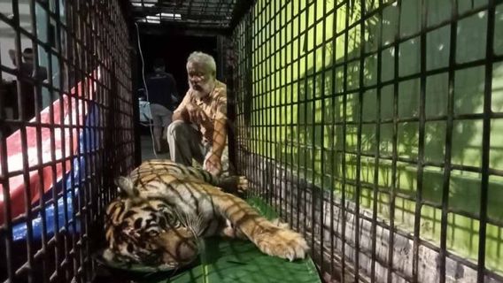 BKSDA Turunkan Tim Tangani Gangguan Harimau di Aceh Selatan 