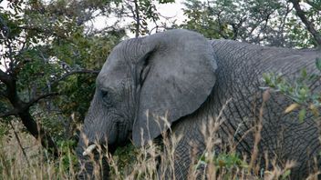 サファリパークの管理は、バリサファリゾウに襲われたポーチの死について声を開きます