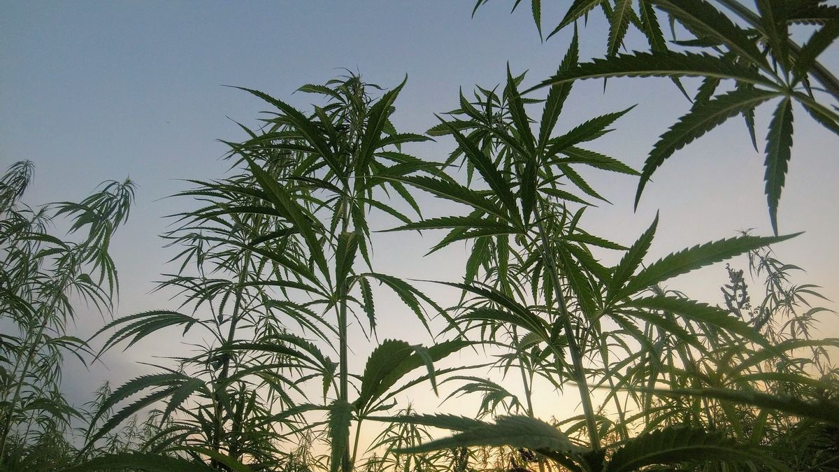 各种传统药用植物驯服疾病，大麻包括在内？