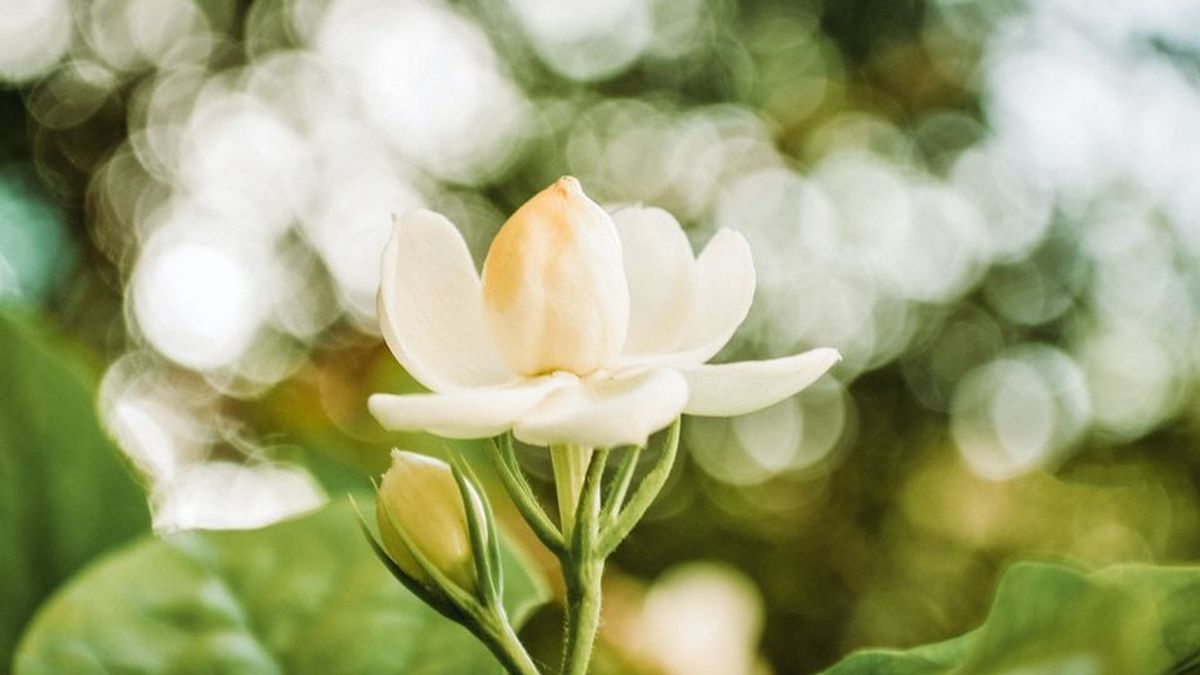 5 Tanaman Hias Berbunga Putih Beraroma Wangi