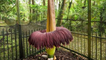 今天,慈博达斯植物园的Bangkai花盛开,高达3米