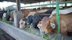 ダーマ・ジャヤ、900頭の犠牲牛を準備、DKI州政府、プラスチックごみを押すまで衛生を強調 