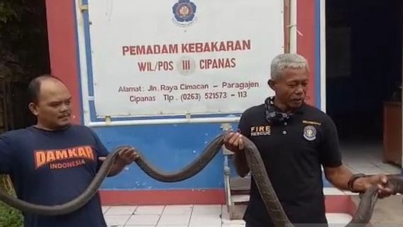 Teror King Kobra 3,5 Meter ke Warga Cianjur Berakhir, 7 Jam Dicari Damkar dan Berhasil Dievakuasi