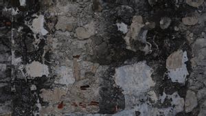 Mengenal Apa itu Black Mold, Jamur Hitam di Dinding yang Membahayakan Kesehatan 