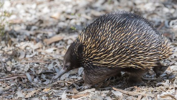 シドニーの動物園は珍しいエキドナを紹介します