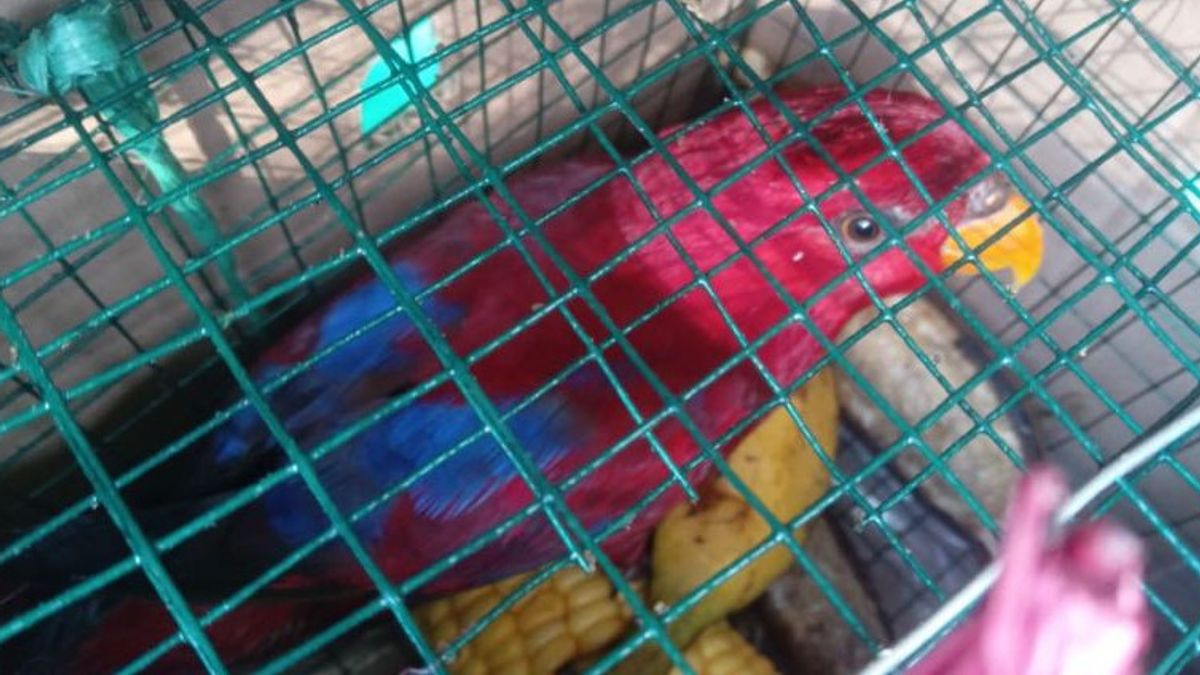 Gakkum KLHK Ringkus Penjual 19 Burung Nuri di Ambon