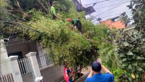 Pohon di Sunter Jaya Tumbang akibat Diterpa Angin Kencang, Korban Jiwa Nihil