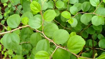 皮肤突然发痒,知道7个 Bidara叶的危害,需要注意