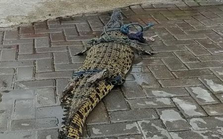 Buaya yang Muncul di Sungai Tepus Kalasan Dievakuasi Tim Damkar