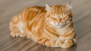 Keunikan Kucing Oranye Jantan: Lebih Ramah dan Penyayang Dibanding Betina 