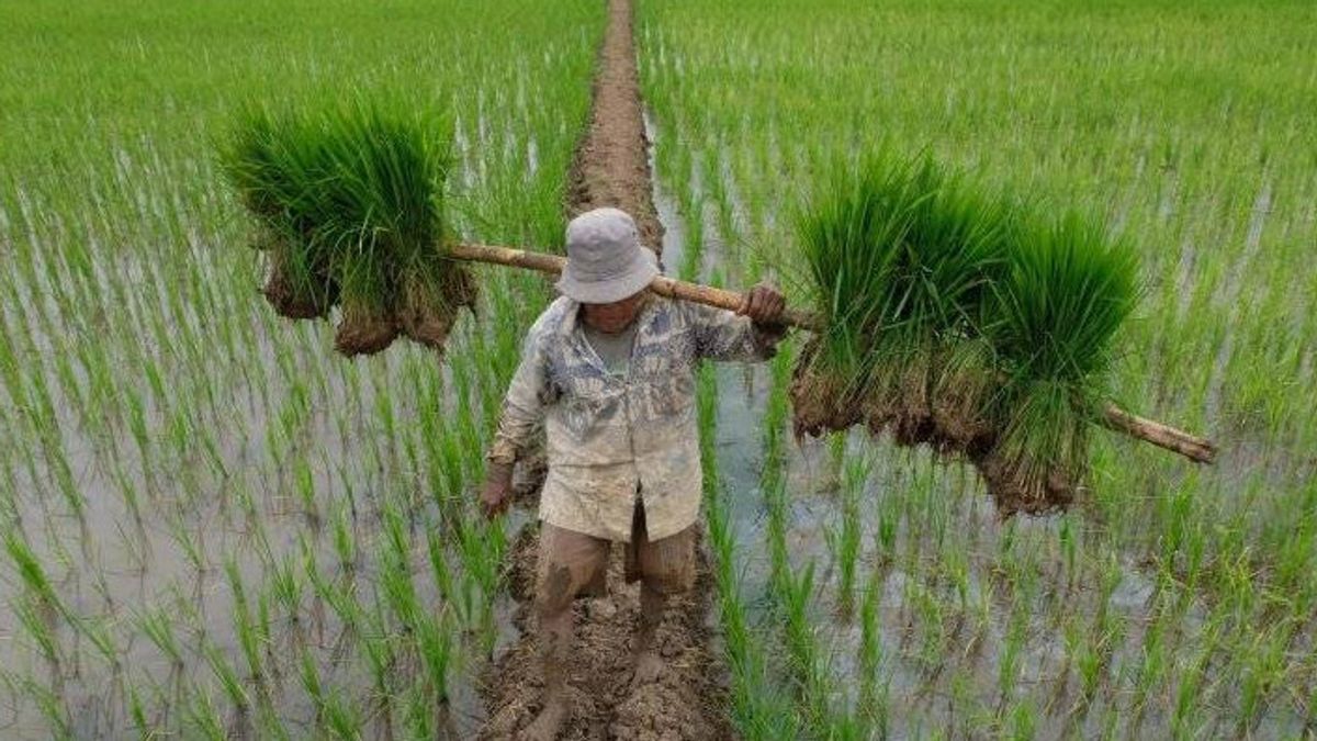 Dinas Pertanian Sulsel Siapkan Benih Padi Gratis untuk Lahan 600.000 hektar