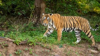 Fertile Animal Habitat, Lampung Police Urges Residents Not To Be Actively Dissolved In The Forests Of The Area