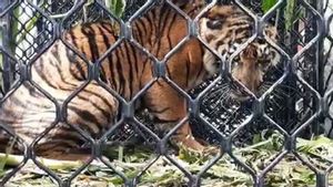 Tiga Harimau Sumatra Mati di Kawasan Hutan Aceh Selatan