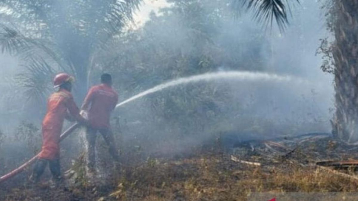BPBD: 15 Hectares Of Forests And Residents' Gardens In South Bangka Burned