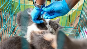 99 Ekor Kucing dan Anjing Peliharaan Warga Tanah Abang Diberi Vaksinasi Rabies
